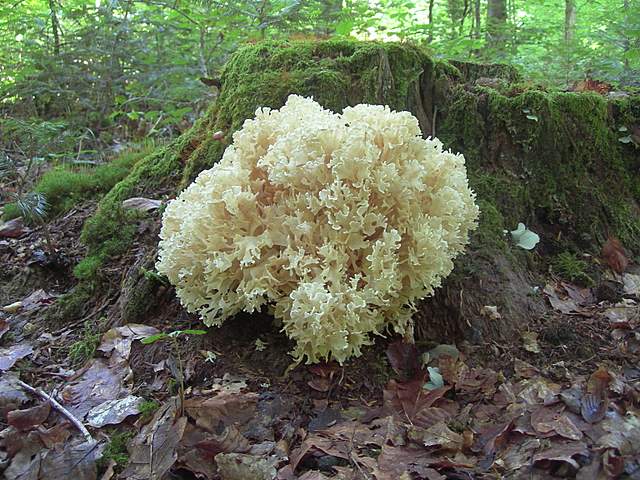 Funghi trasformisti , necrofili e sterili